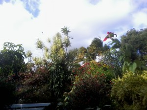 jardin tropical